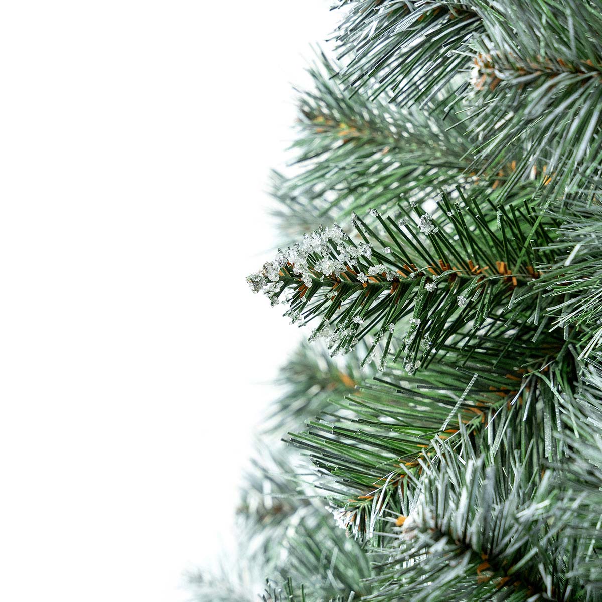 Sosna-diamentowa-3D-02