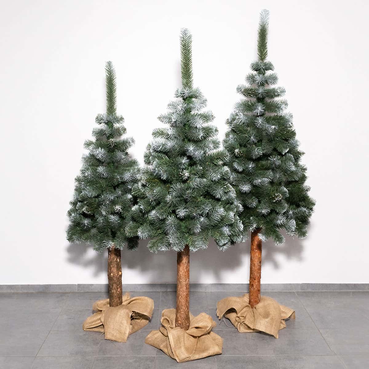 Sosna-diamentowa-3D-03_84370243